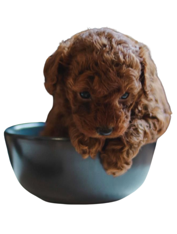 comprar caniche toy enano